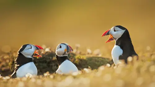 3840x2160 Desktop Wallpaper - 威尔士海鹦 4K 电脑壁纸
