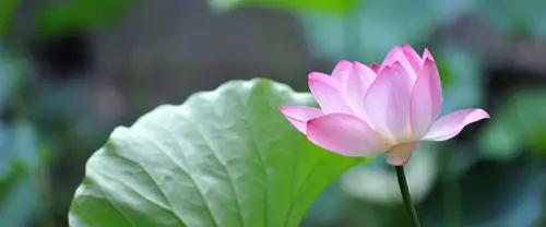 3840x1600 Ultrawide Wallpaper - 粉色荷花与翠绿荷叶超宽屏壁纸