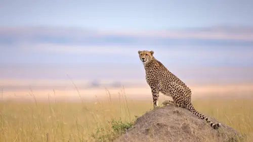 3840x2160 Desktop Wallpaper - Cheetah Looking Back on a Maasai Mara Mound Beneath Pastel Skies