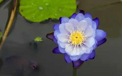 5120x3200 Desktop 自然风景 Wallpaper - 紫色睡莲池塘特写4K电脑壁纸