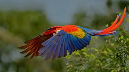 3264x1836 Desktop Wallpaper - 哥斯达黎加红金刚鹦鹉飞翔电脑壁纸