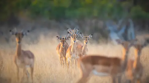 3840x2160 Desktop Wallpaper - Impalas Facing the Camera in Londolozi's Golden Grass