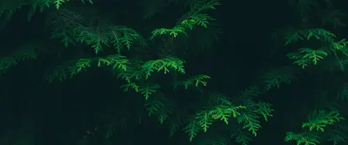 3840x1600 Ultrawide Wallpaper - 翠绿松叶特写暗调超宽屏壁纸