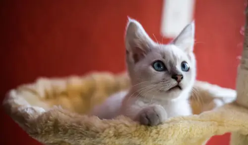 可爱猫咪高清桌面壁纸：萌宠爱好者的治愈系电脑壁纸合集