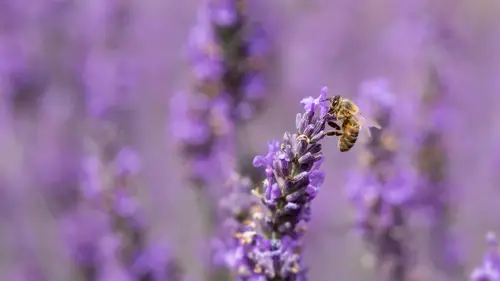 3840x2160 Desktop Wallpaper - 蜜蜂停在薰衣草花穗上采蜜的紫色虚化特写