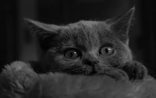 1680x1050 Desktop 可爱萌宠 Wallpaper - Cute Cat Close-up Portrait in Monochrome