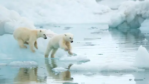 3840x2160 Desktop Wallpaper - Two Polar Bear Cubs Playing Among Svalbard Ice Floes