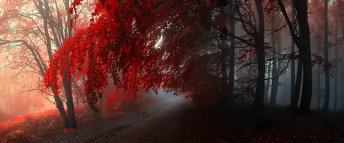 3840x1600 Ultrawide Wallpaper - 红叶森林雾色小路超宽屏壁纸