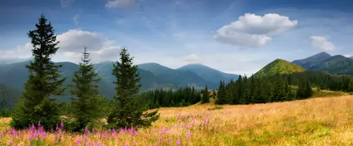 3840x1600 Ultrawide 自然风景 Wallpaper - 蓝天白云下紫花点缀的金黄山坡与针叶林
