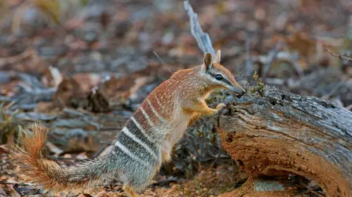 5228x2941 Desktop Wallpaper - 西澳大利亚袋食蚁兽4K电脑壁纸
