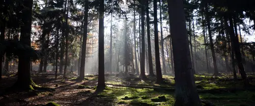 3840x1600 Ultrawide Wallpaper - 林间晨光树木苔藓超宽屏壁纸