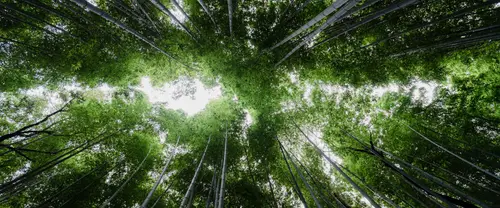 3840x1600 Ultrawide 自然风景 Wallpaper - 仰视竹林中放射状竹竿与透光的青绿竹冠
