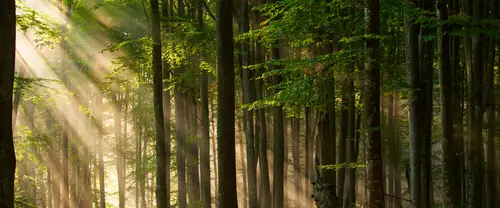 3840x1600 Ultrawide Wallpaper - 阳光穿透森林树干超宽屏壁纸
