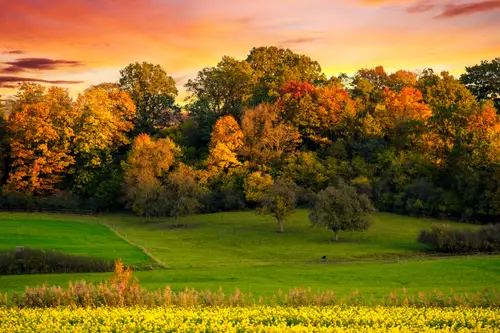 5899x3933 Desktop 自然风景 Wallpaper - 金秋夕阳森林田野美景