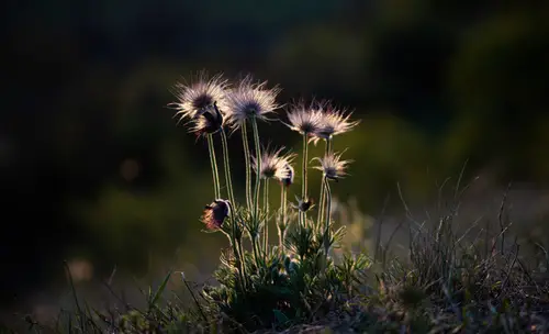 7680x4679 Desktop Wallpaper - 逆光白头翁花草8K电脑壁纸