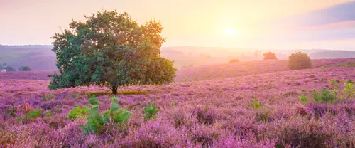 3840x1600 Ultrawide Wallpaper - 紫色薰衣草田野孤树日落超宽屏壁纸