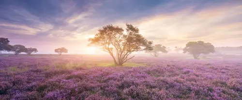 3840x1600 Ultrawide Wallpaper - 晨雾紫色荒原与孤树超宽屏壁纸