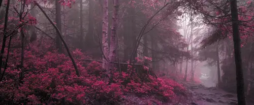 3840x1600 Ultrawide Wallpaper - 粉色森林迷雾超宽屏壁纸