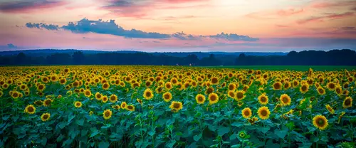 3840x1600 Ultrawide Wallpaper - 日落晚霞向日葵花海超宽屏壁纸
