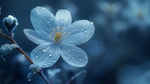 7680x4320 Desktop Wallpaper - 幽蓝花朵雨露特写8K电脑壁纸