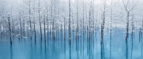 3840x1600 Ultrawide 自然风景 Wallpaper - 白雪覆枝的幽蓝水中树林与交错的细长倒影