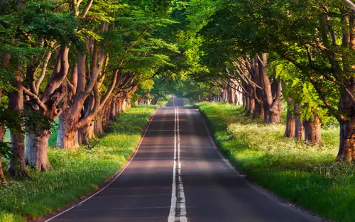 3840x2400 Desktop 自然风景 Wallpaper - 林荫大道阳光小路