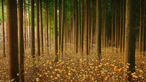 6562x3688 Desktop Wallpaper - 日本森林三桠花林下植被4K电脑壁纸
